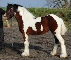 Quelle est cette robe ?