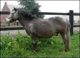 Quelle est cette robe ?