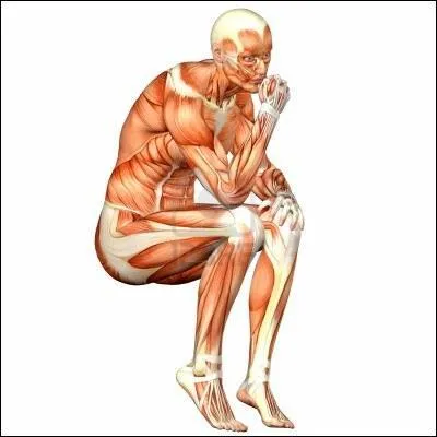 A quelle partie du corps humain toutes les rponses prcdentes vous font-elles penser ?