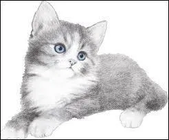 Pour s'orienter dans le noir, le chat utilise...