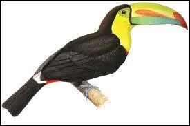 Sur quel continent vivent les toucans ?