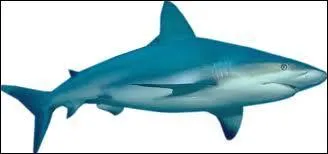 Comment les requins attrapent-ils leurs proies ?