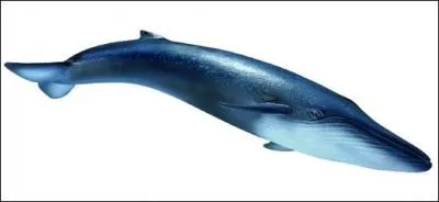 Pourquoi la baleine  bosse fait-elle des bulles ?