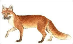 Laquelle de ces affirmations sur le renard est fausse ?