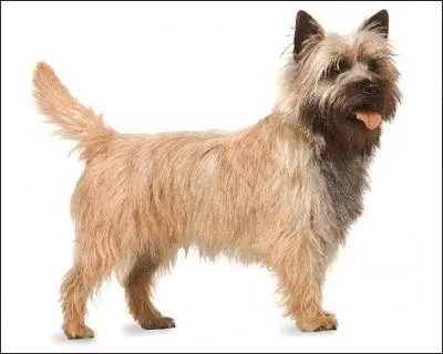 Combien de doigts trouve-t-on sur les membres antrieurs d'un chien ?