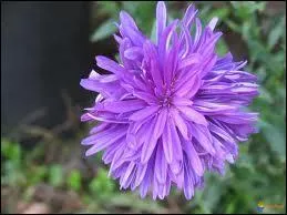 Quel titre de noblesse porte cette fleur ?