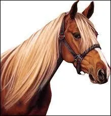 Combien d'ongles possde le cheval ?