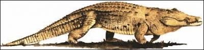 En gnral o vivent les crocodiles ?