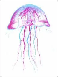 Que mangent les mduses ?