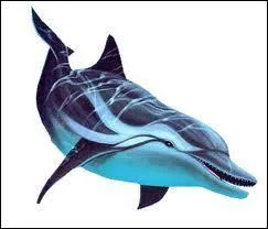 Comment s'appelle le bec du dauphin ?