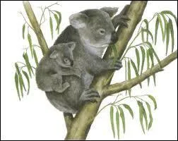 Que mange un koala ?