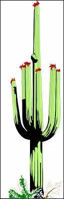 Quelle crature se nourrit du nectar des fleurs de cactus ?