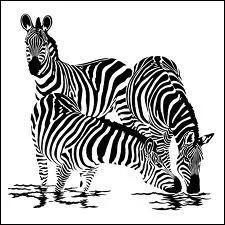 Comment s'appelle le petit du zbre ?