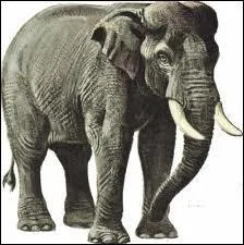A quoi sert la trompe de l'lphant ?