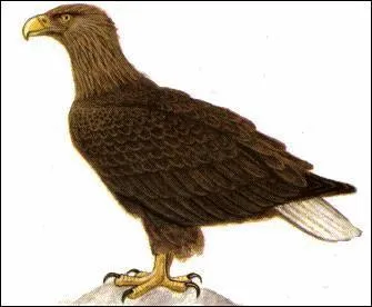 Pourquoi les faucons plerins pondent-ils leurs ufs sur des falaises ou sur les corniches des difices ?