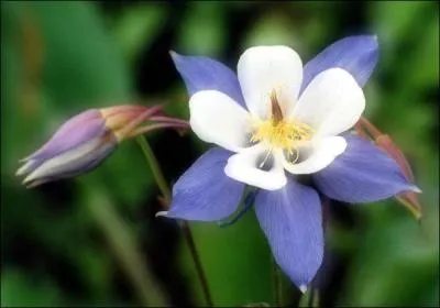 Le mot commence par : M (l')...