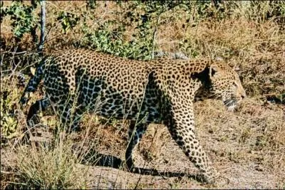 Le plus souvent, le lopard africain prfre chasser la nuit !