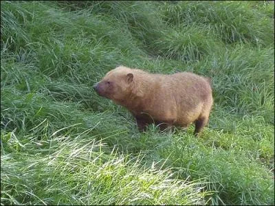 Au Kenya, lors d'un safari, vous pourrez voir, avec de la chance, quelques chiens des buissons !