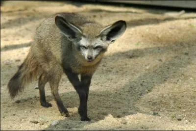 C'est dans les dserts africains que vit l'otocyon !