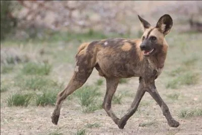 En Afrique, voir chasser une meute de lycaons est un spectacle magnifique, mais sanglant, de moins en moins frquent !