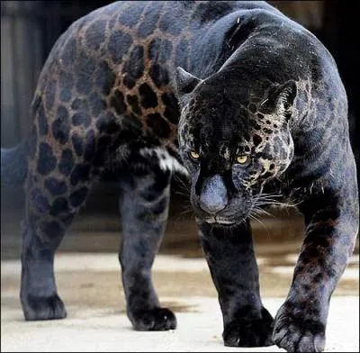 Cette photo reprsente un jaguar noir, en Afrique, il est chass pour sa fourrure !