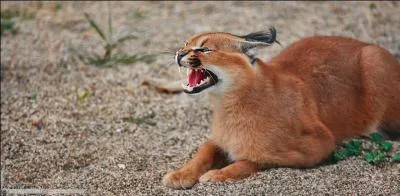 Le caracal ressemble au petit d'un puma qui aurait faut avec une femelle lynx, mais il est bien africain !