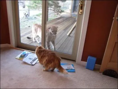 Comme vous le savez certainement, il reste beaucoup de pumas en Afrique !