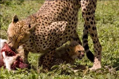 C'est dans les plaines africaines que l'on voit courir le gupard !