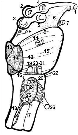 Que reprsente ce schma ?