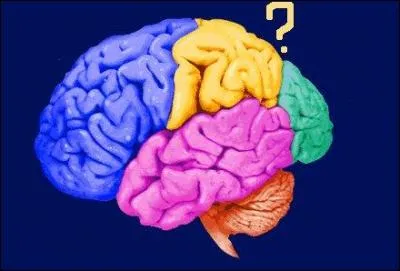 Quel nom porte le lobe reprsent en jaune ?