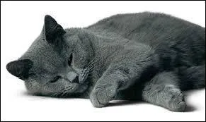 Quelle est cette race de chat ?