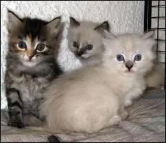 Quelle est cette race de chat ?