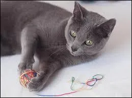 Quelle est cette race de chat ?