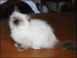 Quelle est cette race de chat ?