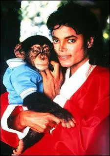 Qu'est-il arriv  Bubbles, le chimpanz de Michael Jackson,  la mort du chanteur en 2009 ?
