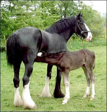 Quelle est la race de notre petite famille ici ?