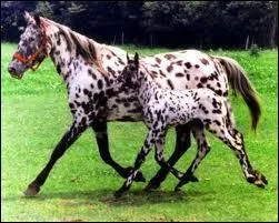 Et ceux-ci sont de quelle famille ?