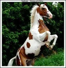 Quelle est la robe de notre paint horse ici ?