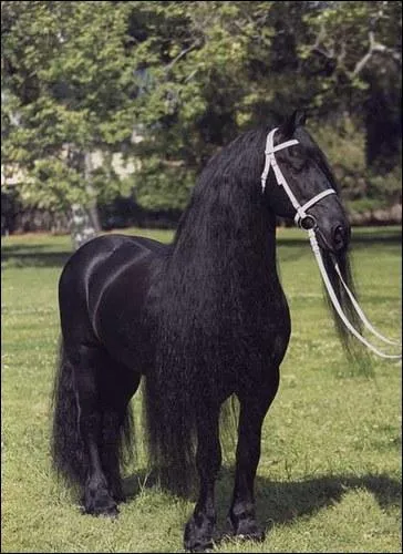 Pour celui-ci quelle est sa race ?