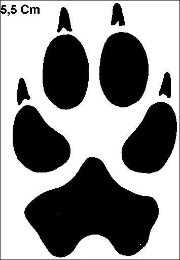 De quel animal vient cette empreinte ?