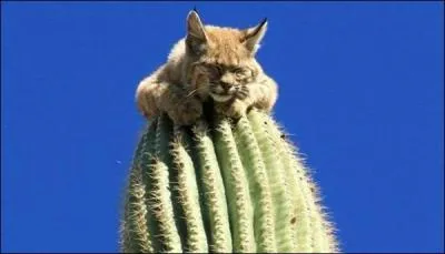 Quel chanteur franais associez-vous  la photo ?