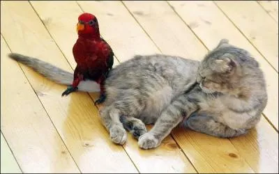 Dans lequel de ces trois films d'animation, le chat mange-t-il le perroquet ?