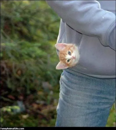 Que signifie l'expression  C'est dans la poche  ?