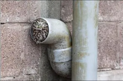 Quel nom d'oiseau correspond le mieux  la photo ?