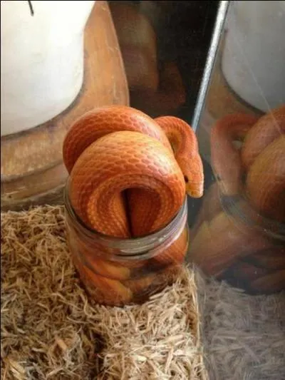 Dans la Gense, comment s'appelle le serpent ?