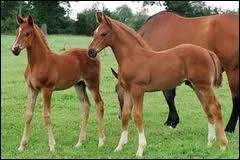 Quelles races ont t croises pour crer le selle franais ?