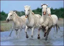 Quel cheval originaire du sud de la France est employ pour rassembler le btail ?