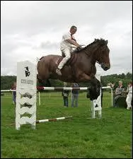 Parmi les races de chevaux suivantes, quelle est la plus adapte au saut d'obstacles ?