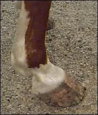 A partir de la pince