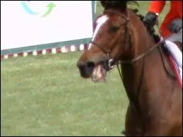 Quelle est la particularit� de la muserolle fran�aise ?